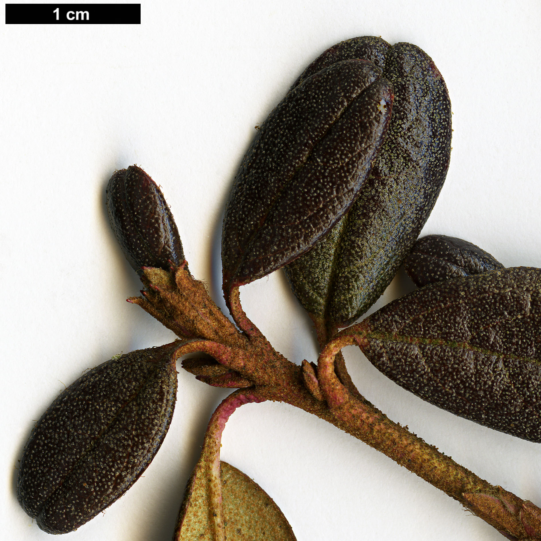 High resolution image: Family: Ericaceae - Genus: Rhododendron - Taxon: cephalanthum - SpeciesSub: subsp. cephalanthum Nmaiense Group High resolution image: Family: Ericaceae - Genus: Rhododendron - Taxon: cephalanthum - SpeciesSub: subsp. cephalanthum Nmaiense Group